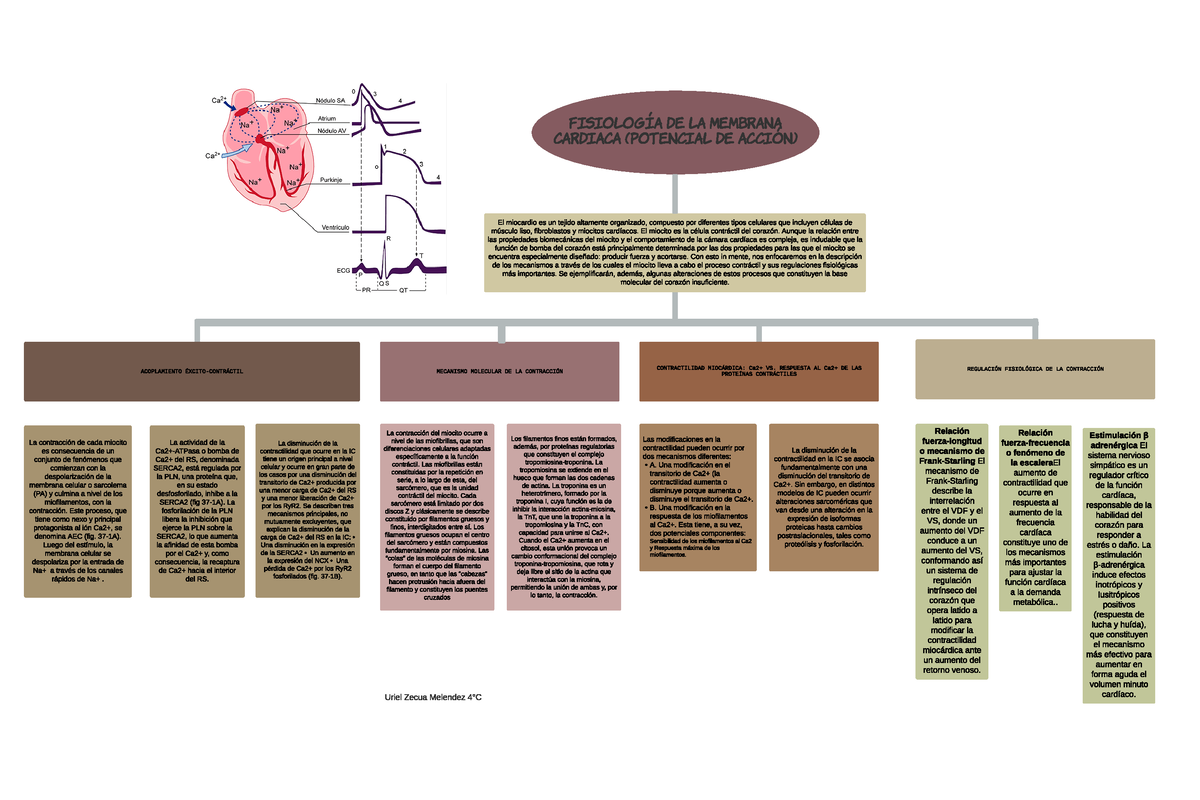 Mapa Conceptual Fisiopatolog A Fisiopatologia Uat Studocu