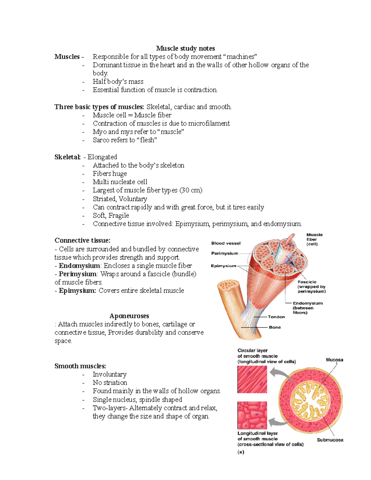 Muscle Study Notes - Muscle study notes Muscles - Responsible for all ...