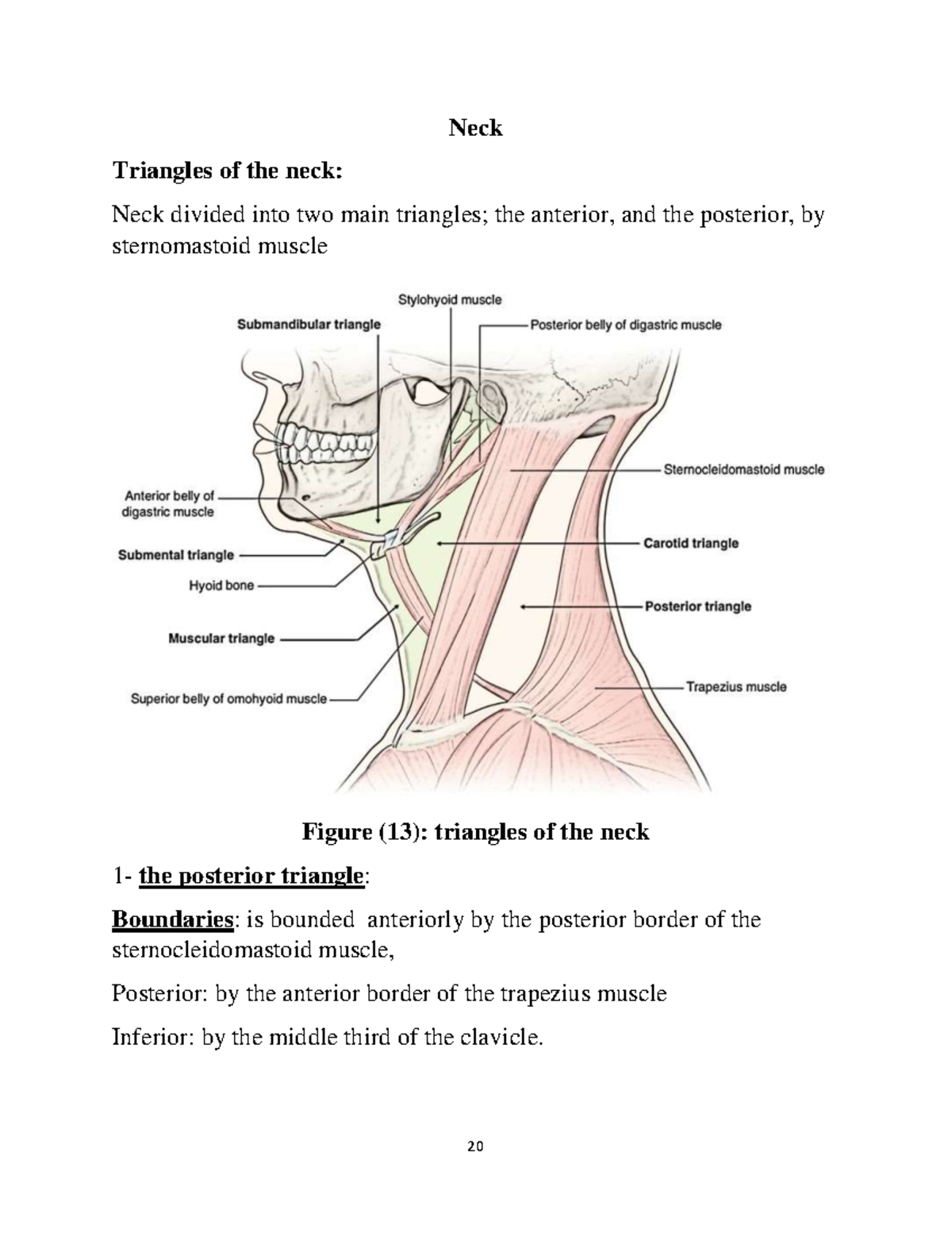 NEU anatomyNeck Neck anatomy and its clinically importance Neck