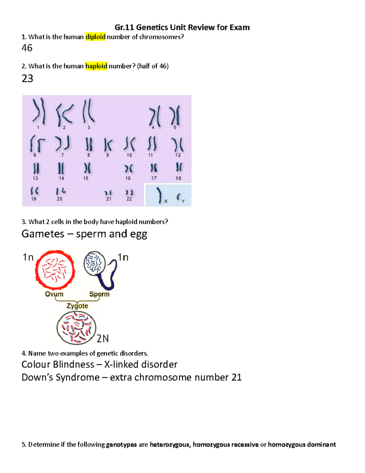 04 Genetics Exam Review - Solutions - Google Docs - ####### Gr Genecs ...