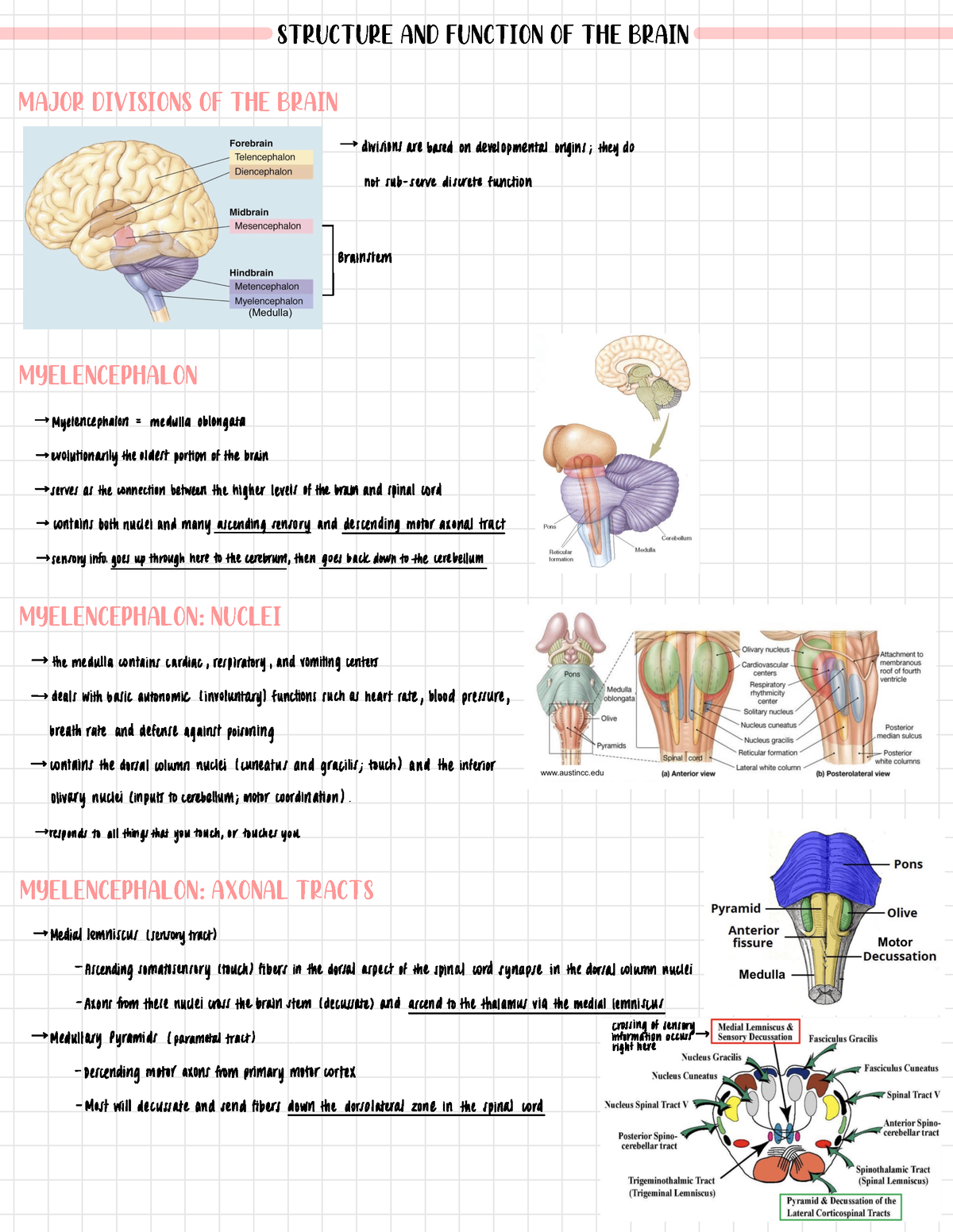 Structure and Function of the Brain - Structure and function of the ...