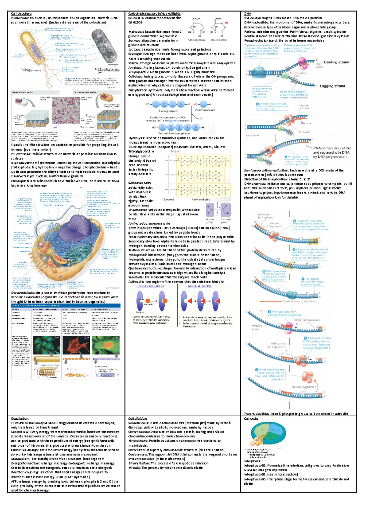 Mini test 1 cheat sheet - Cell structure Prokaryote: no nucleus, no ...