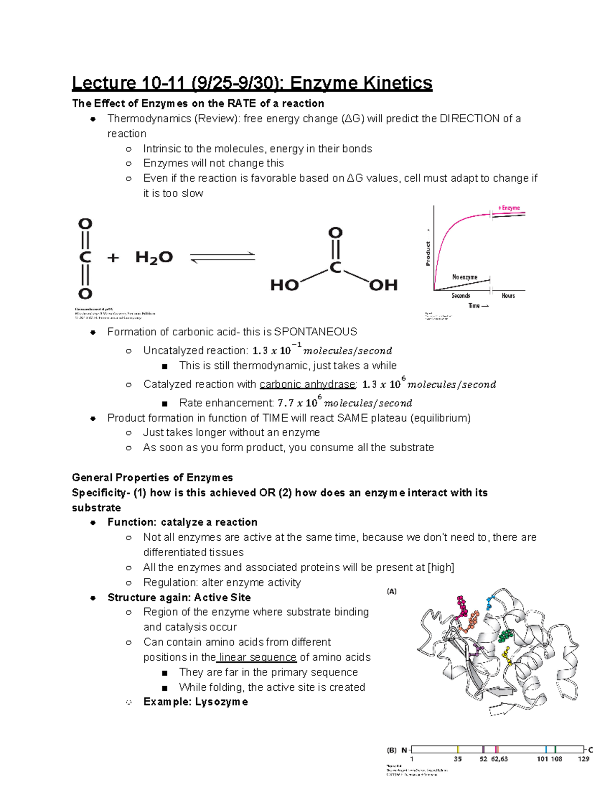 Lecture 10 and 11 (9 25) Enzyme Lecture 1011 (9/259/30