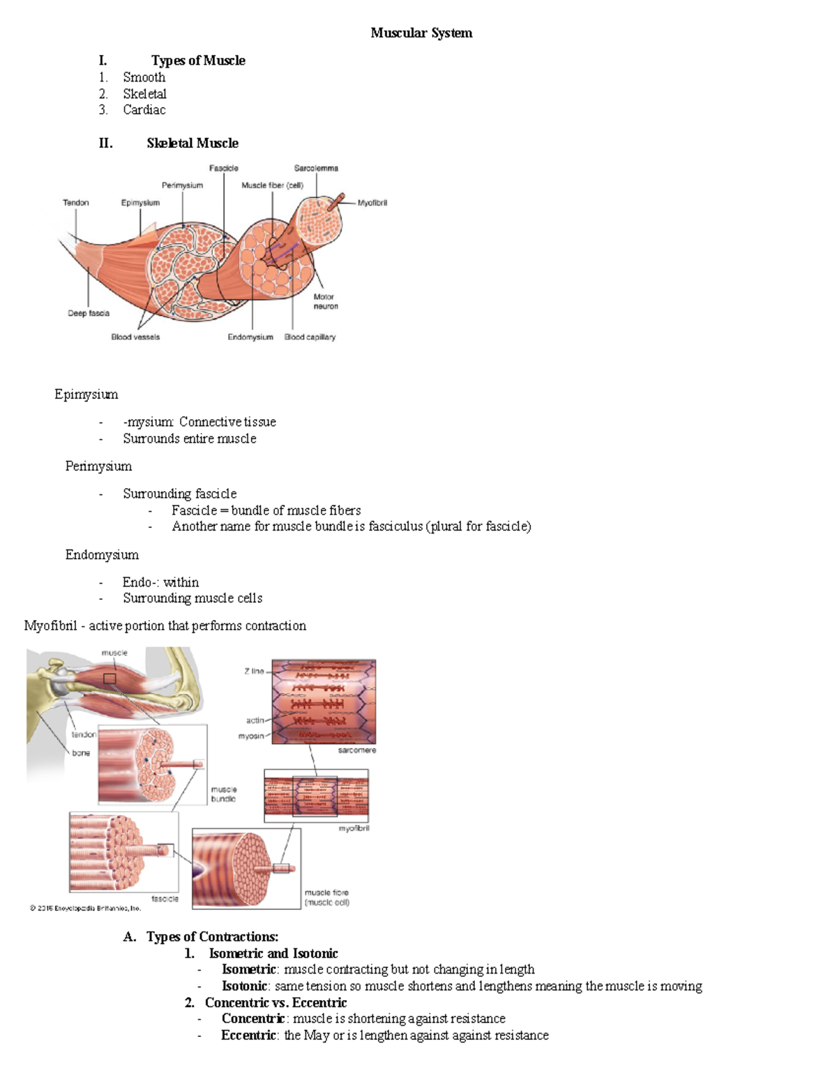 Physio B Notes - Muscular System I. Types Of Muscle Smooth Skeletal ...