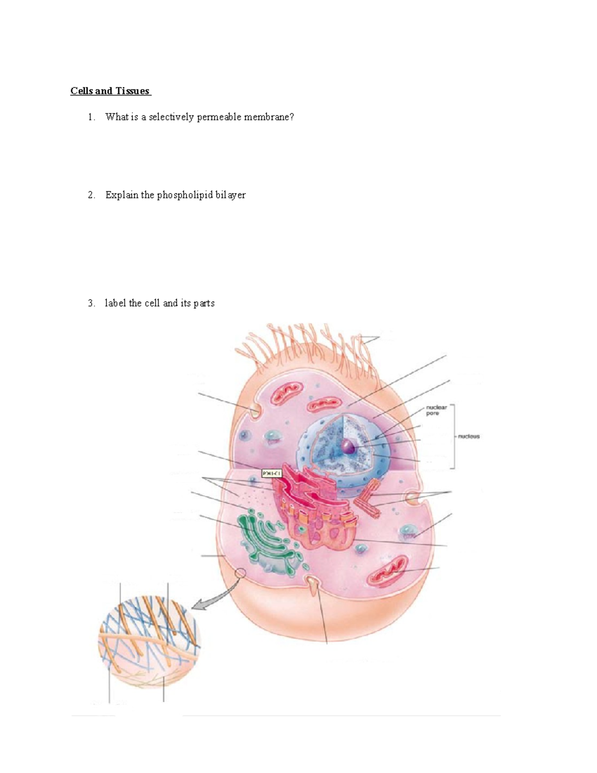 Cells and Tissues - Weekly Study Guide - Cells and Tissues 1. What is a ...