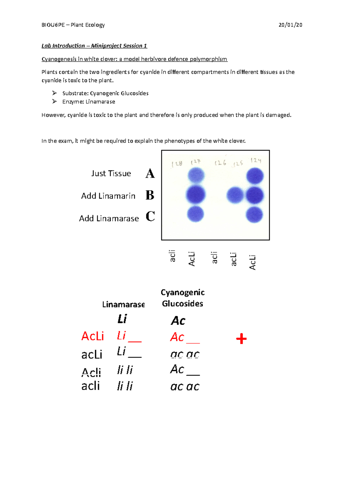 Lab Introduction - A B C Add Linamarin Just Tissue Add Linamarase acli ...
