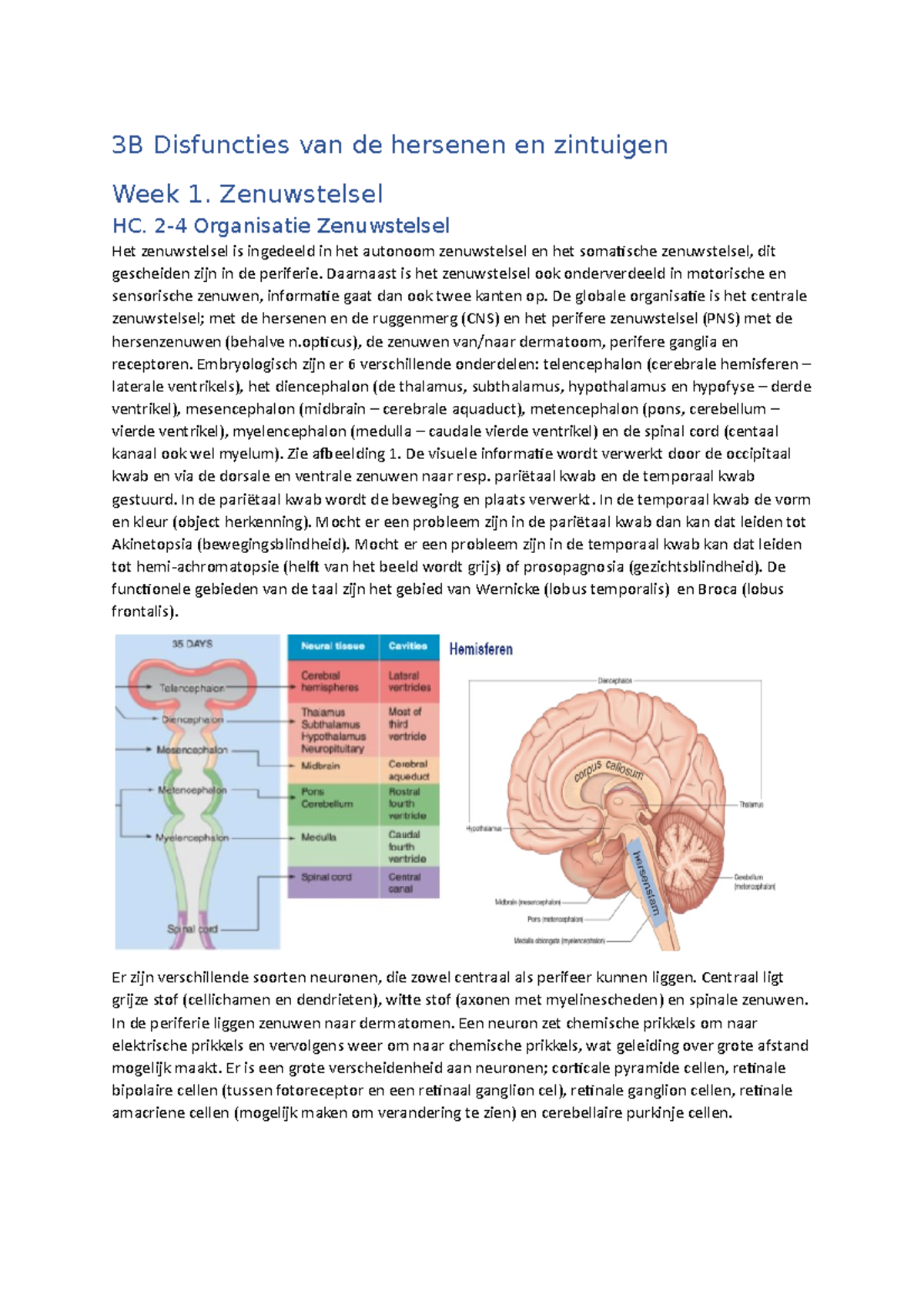 3B Disfuncties Van De Hersenen En Zintuigen - Zenuwstelsel HC. 2-4 ...