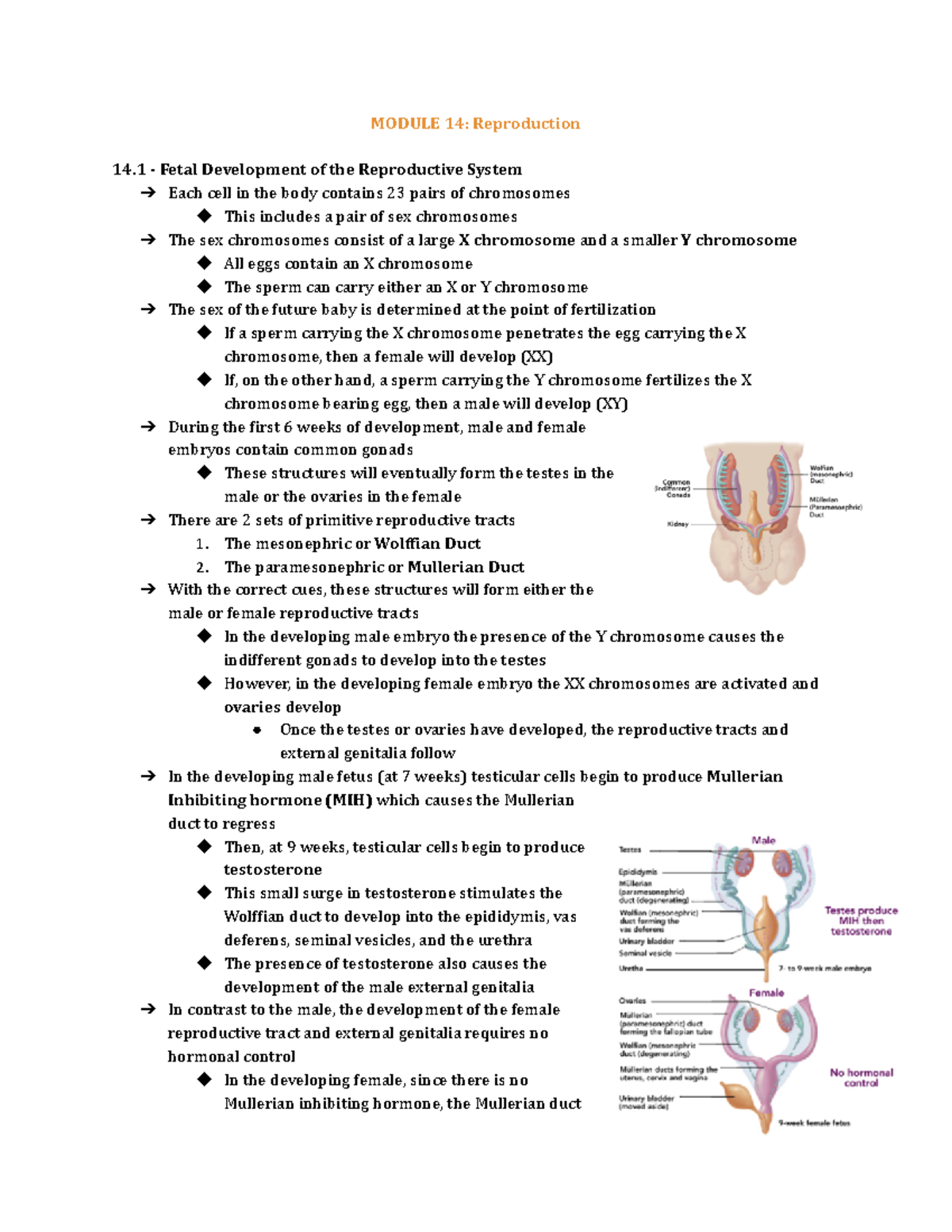 Module 14 - Reproduction - MODULE 14: Reproduction 14 - Fetal ...