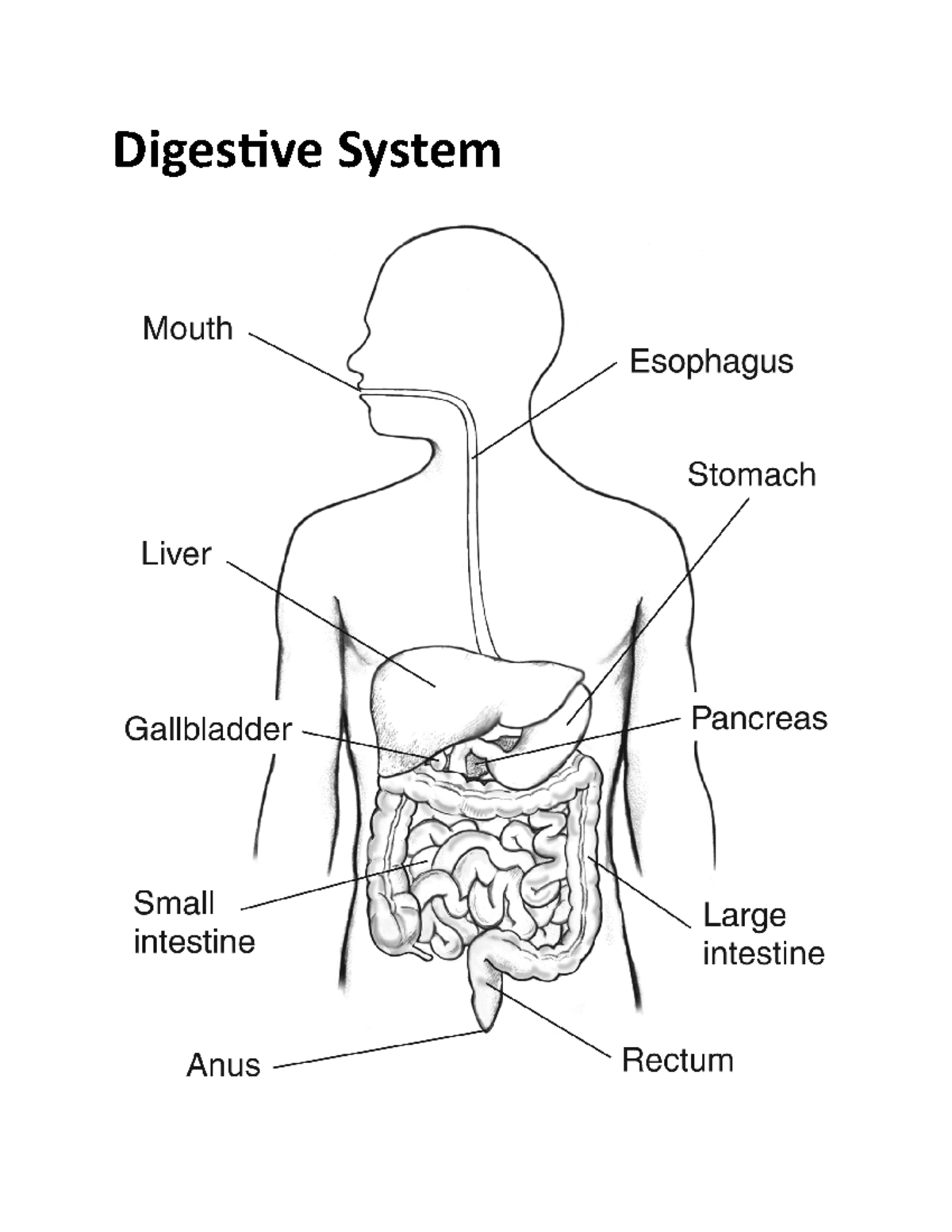 Digestive-System - Padayonnnnnn - Digestive System Mouth- enters a food ...