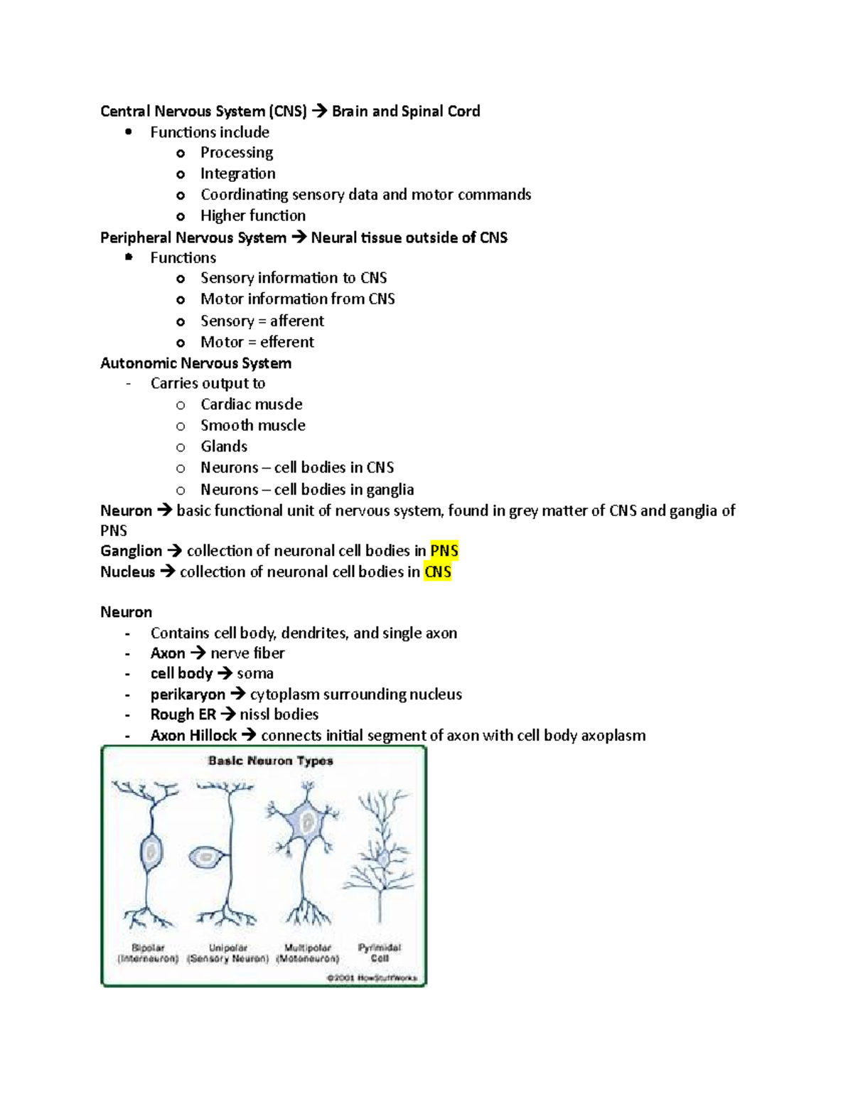 Ch. 13 & 16 - Notes - Central Nervous System (CNS) Brain and Spinal ...