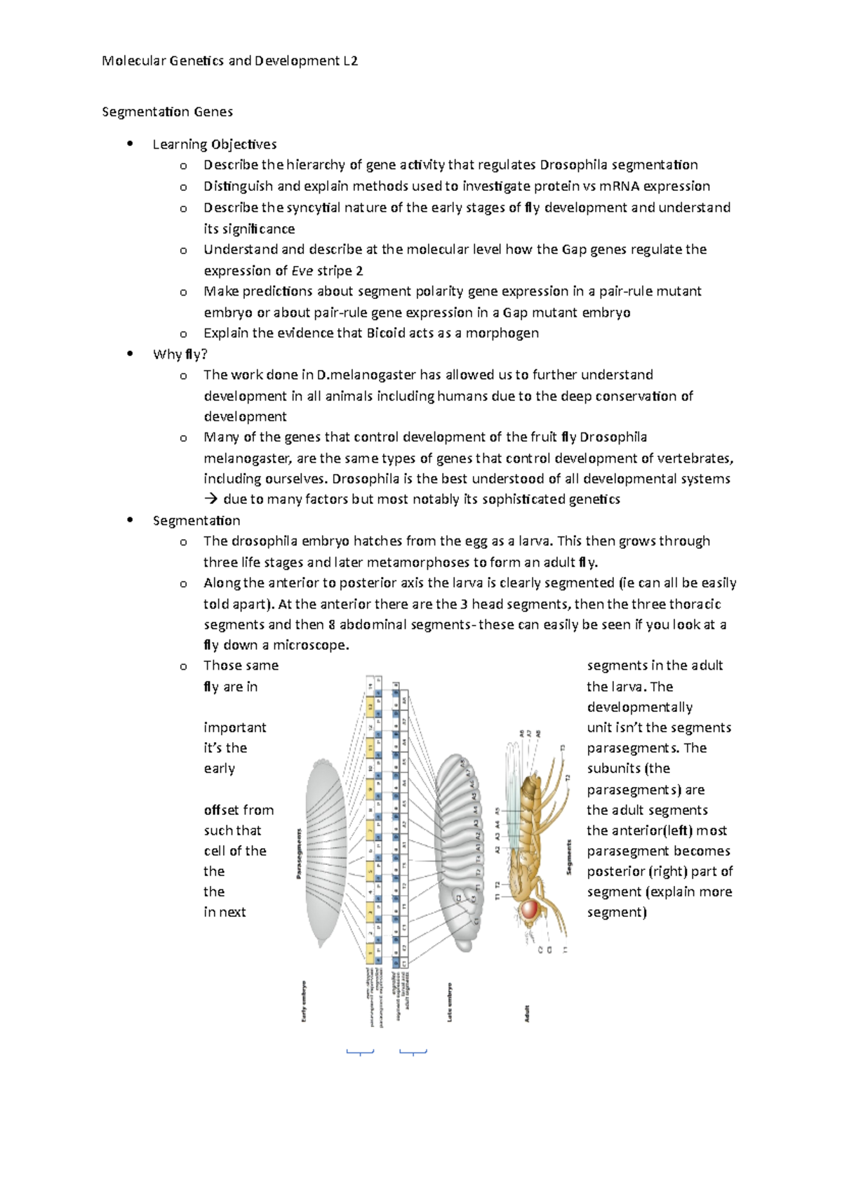 L2 Segmentation Genes - Lecture notes 2 - Segmentation Genes Learning ...