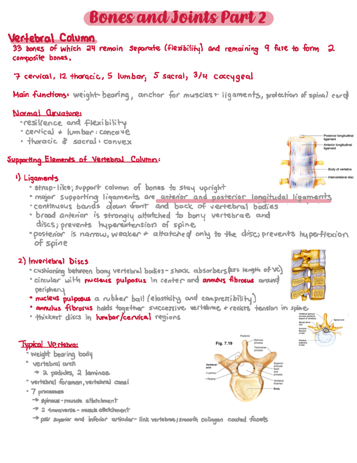 Bones 2 - Vertebral Column 33 bones ofwhich 24 remain separate ...