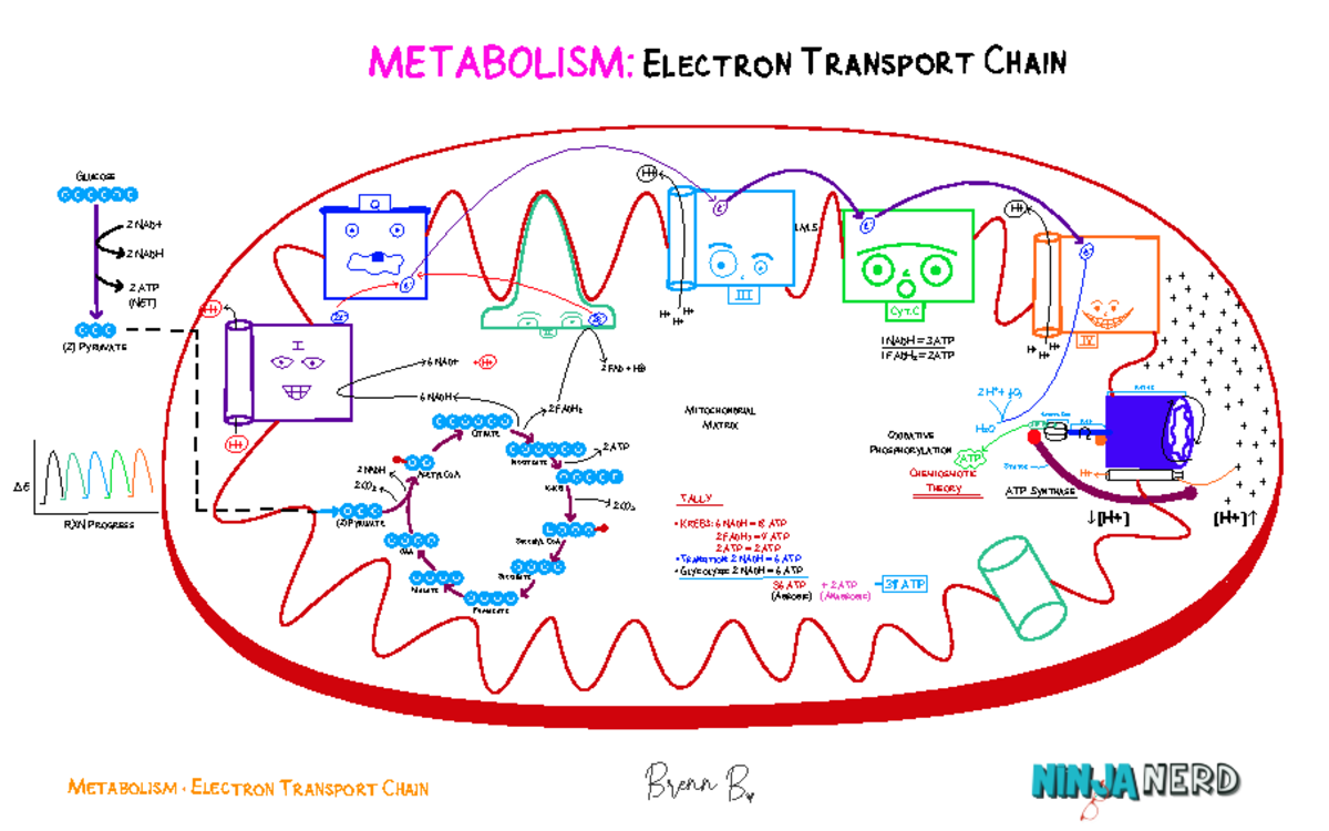 ETC Overview Illustration atf - Metabolism Electron Transport Chain ...