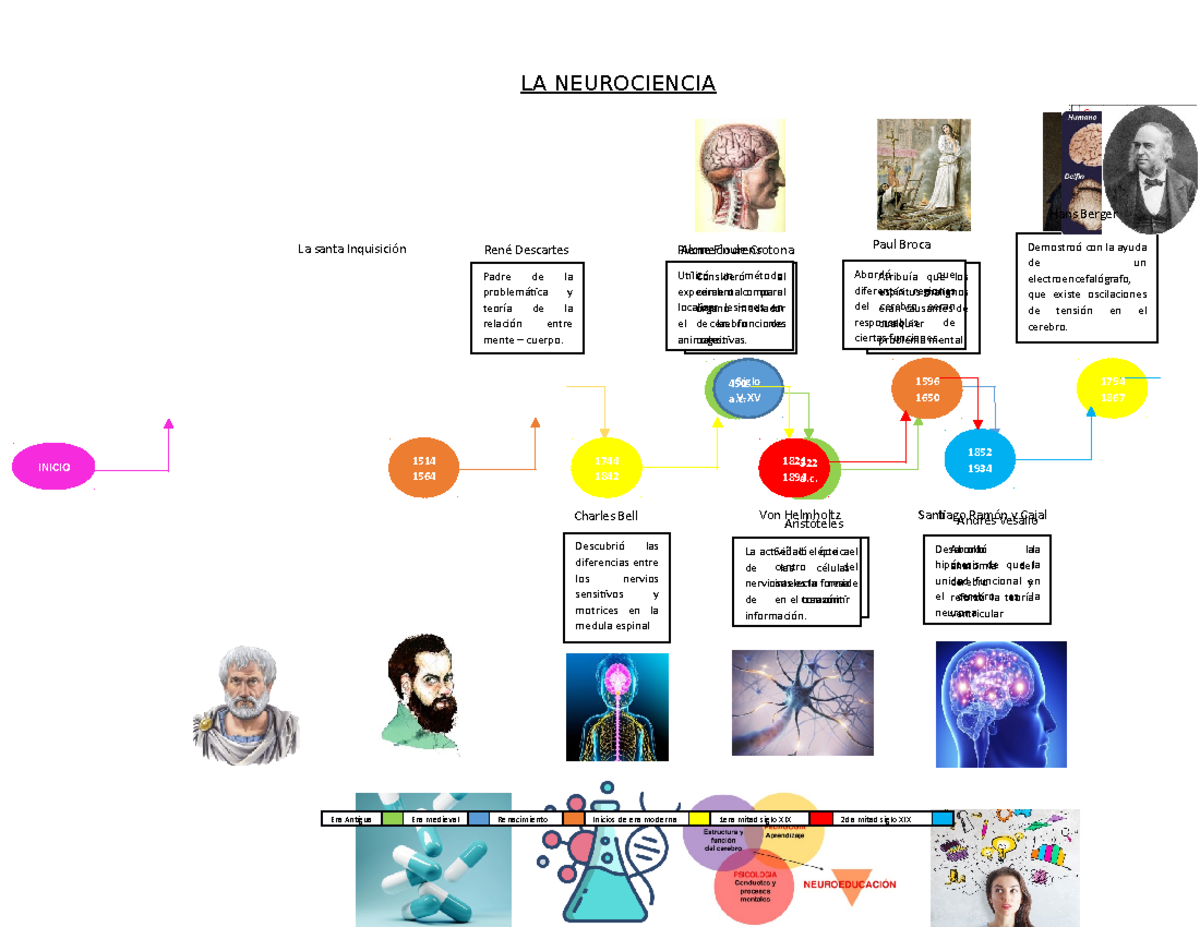 La Neurociencia - LA NEUROCIENCIA Abordó la anatomía del cerebro y ...