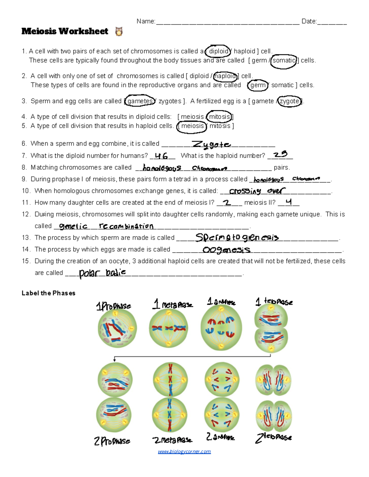 Meiosis+Worksheet - Name:_______________________________________ Date ...