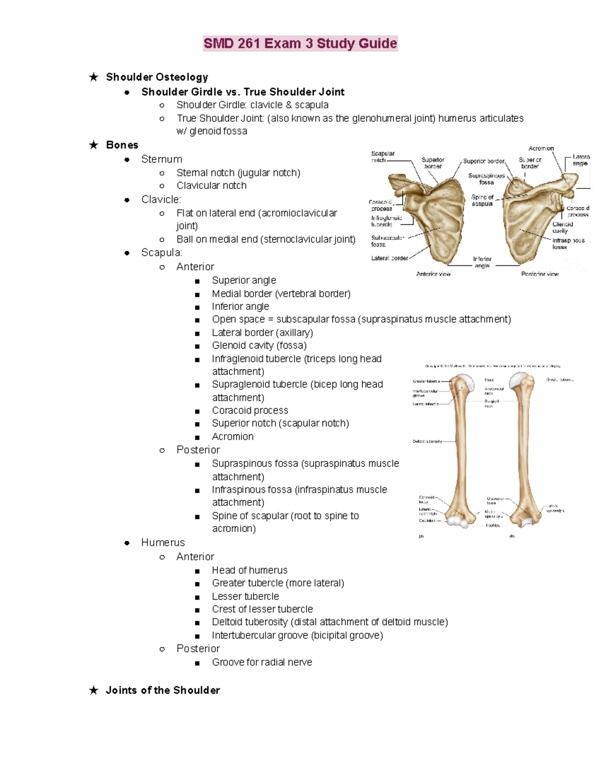 SMD Exam 3 Study Guide - ★ Shoulder Osteology Shoulder Girdle vs. True ...