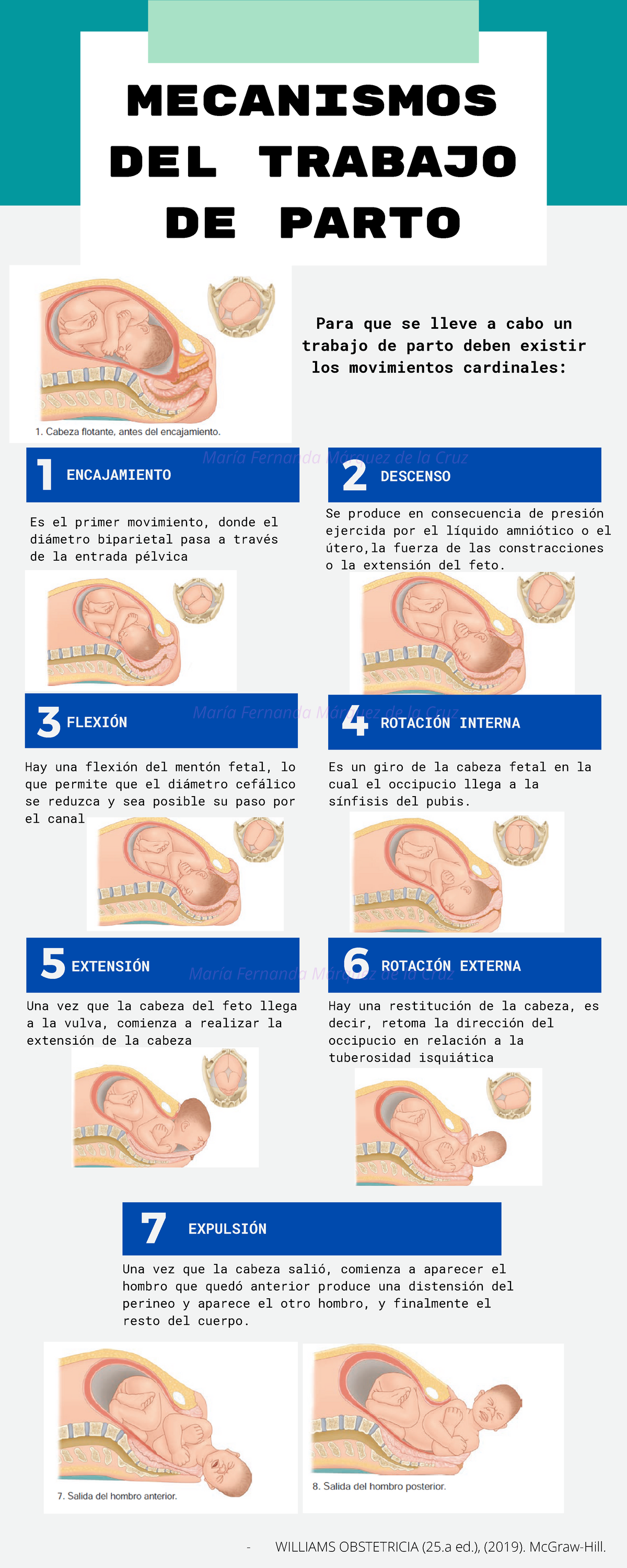 Movimientos Cardinales Del Parto Mecanismo De Trabajo De Parto From ...