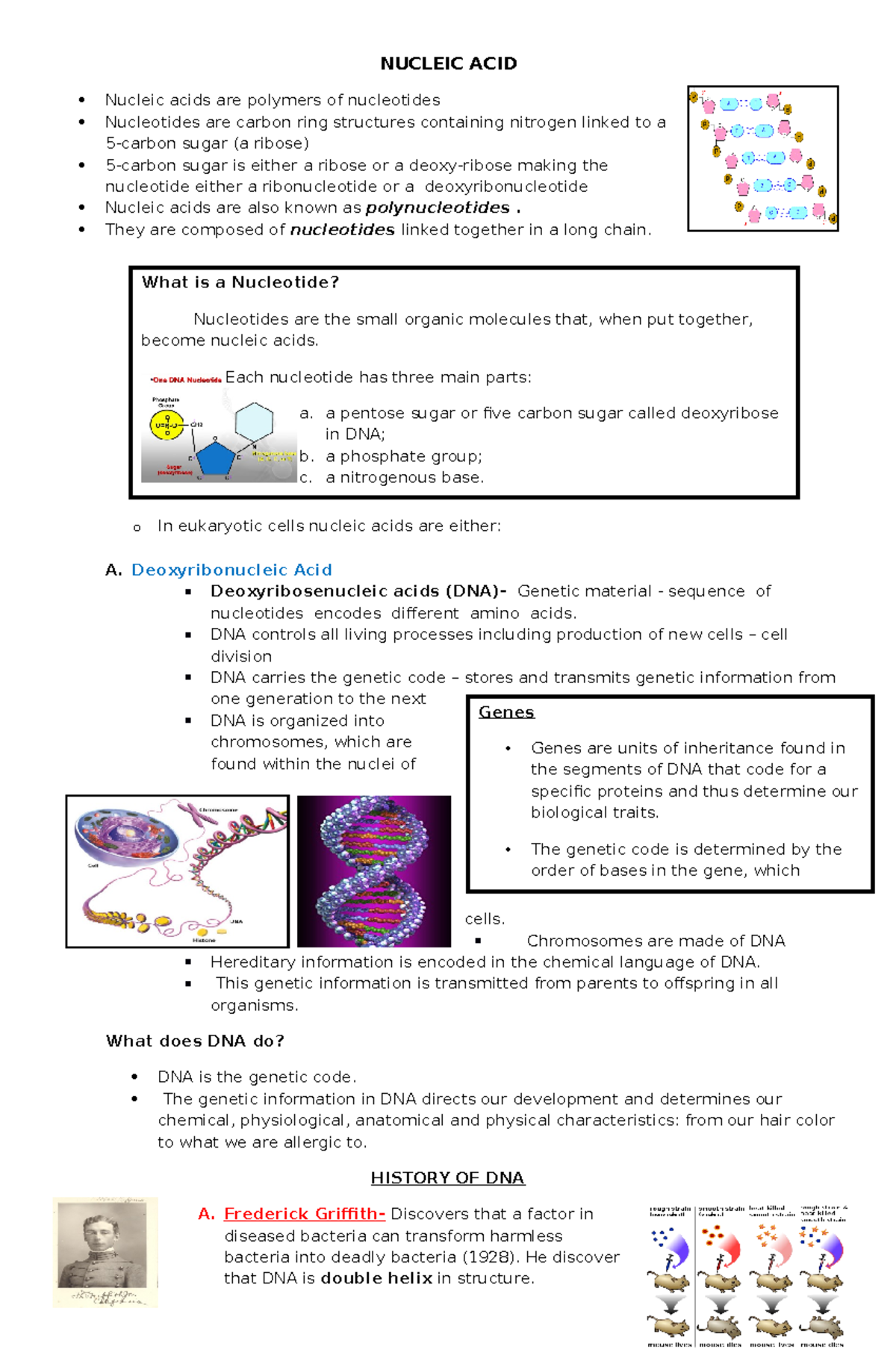 Nucleic ACID Notes What is a Nucleotide? Nucleotides are the small