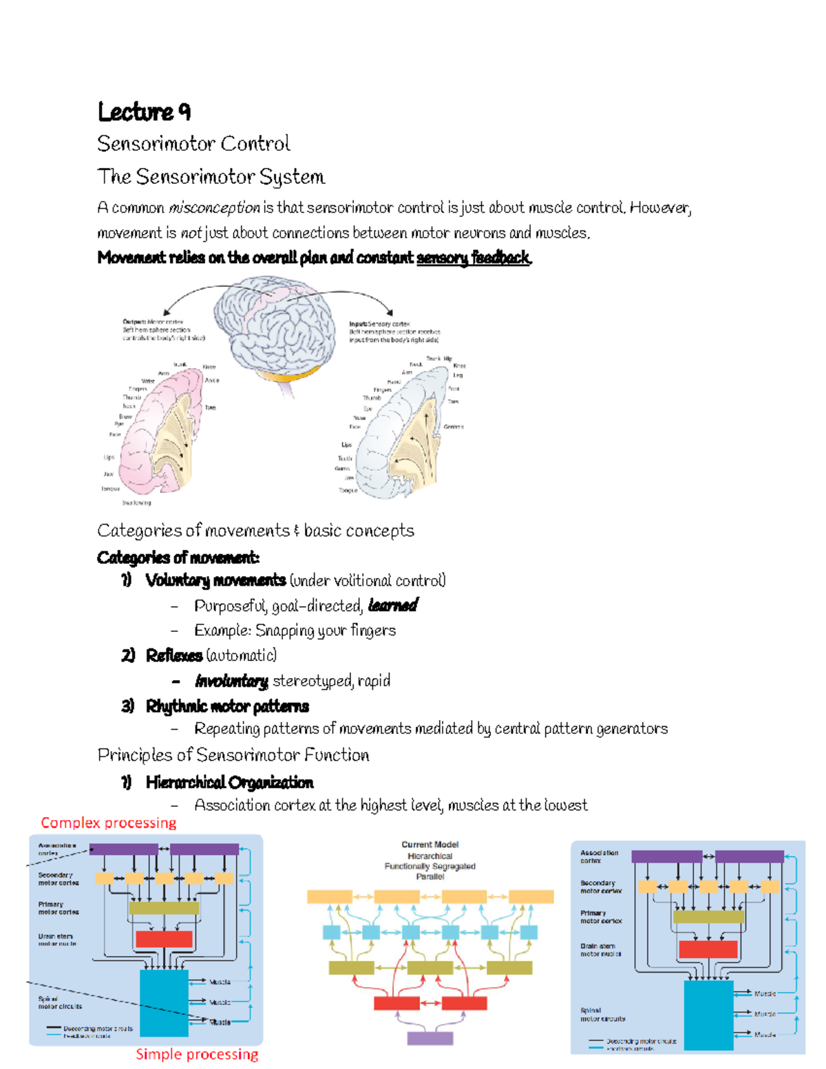 PSY 250 Notes Exam 3 Lecture 9 Sensorimotor Control The Sensorimotor