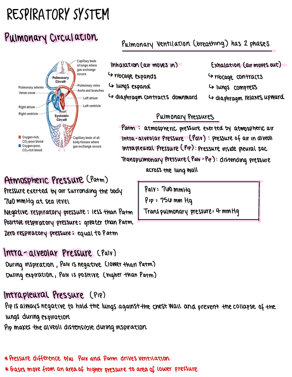 Respiratory%20System%20 - Pulmonary Circulation Pulmonary Ventilation ...