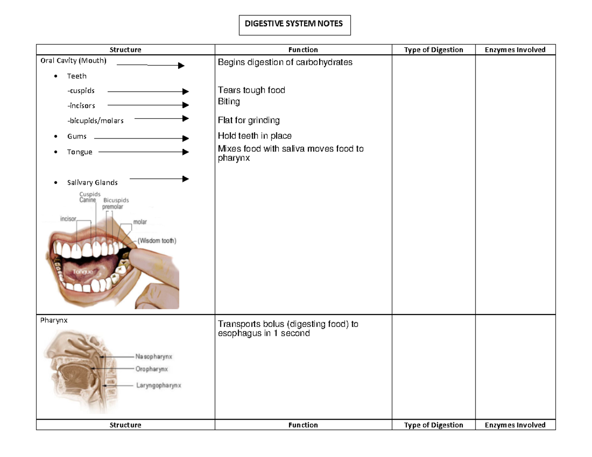 Notes packet 5 Structure Function Type of Digestion Enzymes Involved