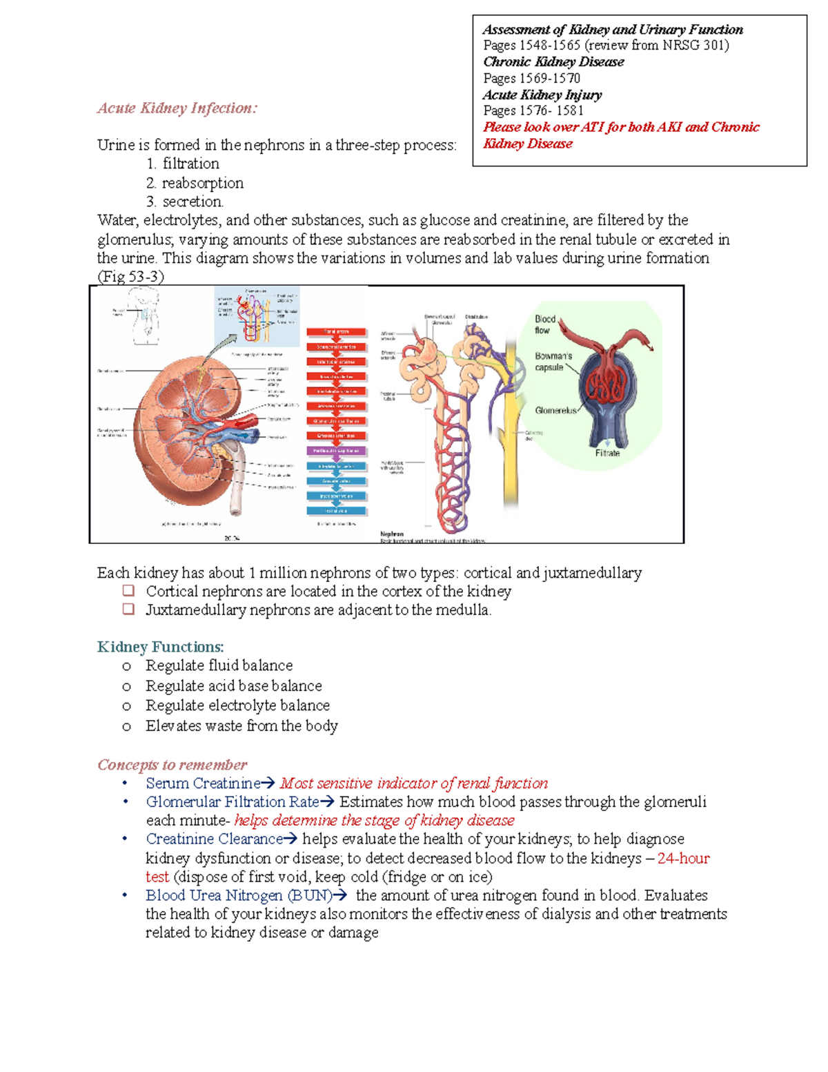 Acute Kidney Infection - Acute Kidney Infection: Urine is formed in the ...