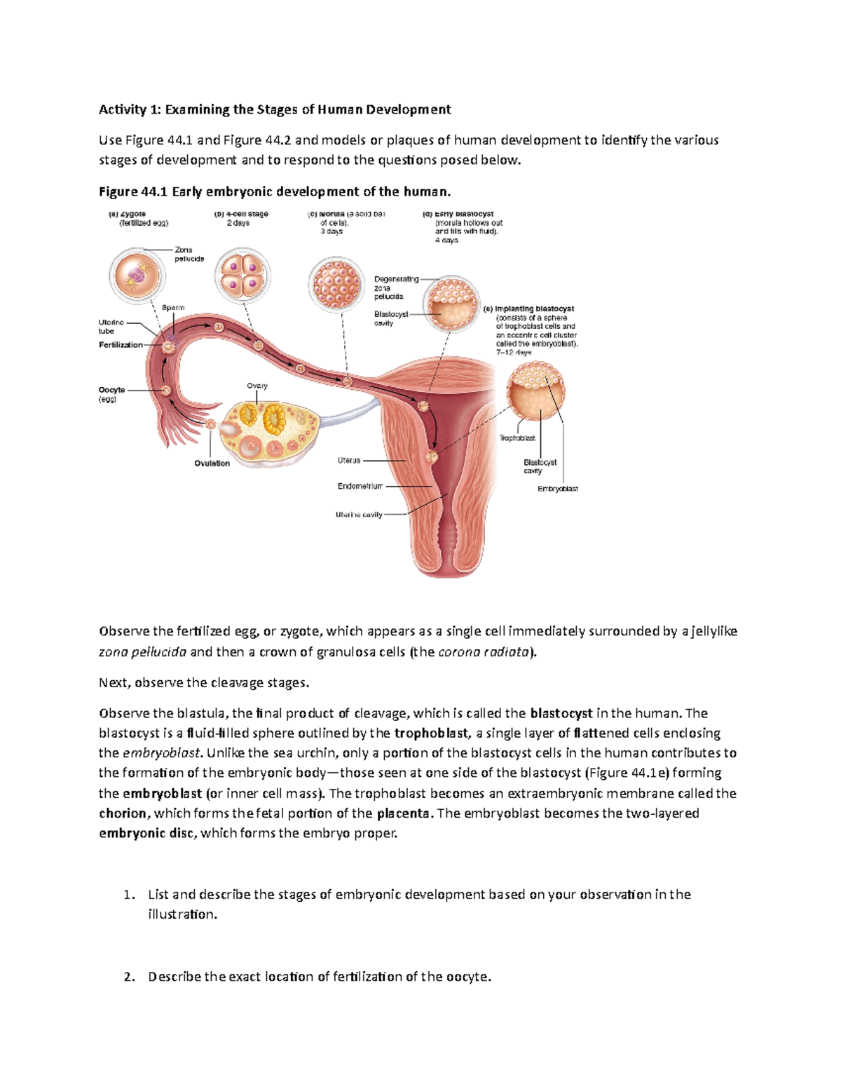 Development Activity - Activity 1: Examining the Stages of Human ...