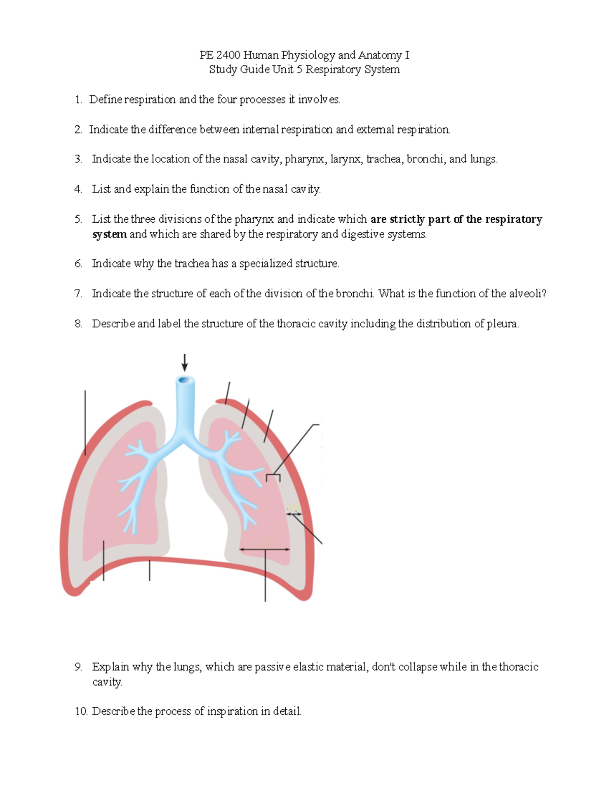 Study Guide- Respiratory System - PE 2400 Human Physiology And Anatomy ...