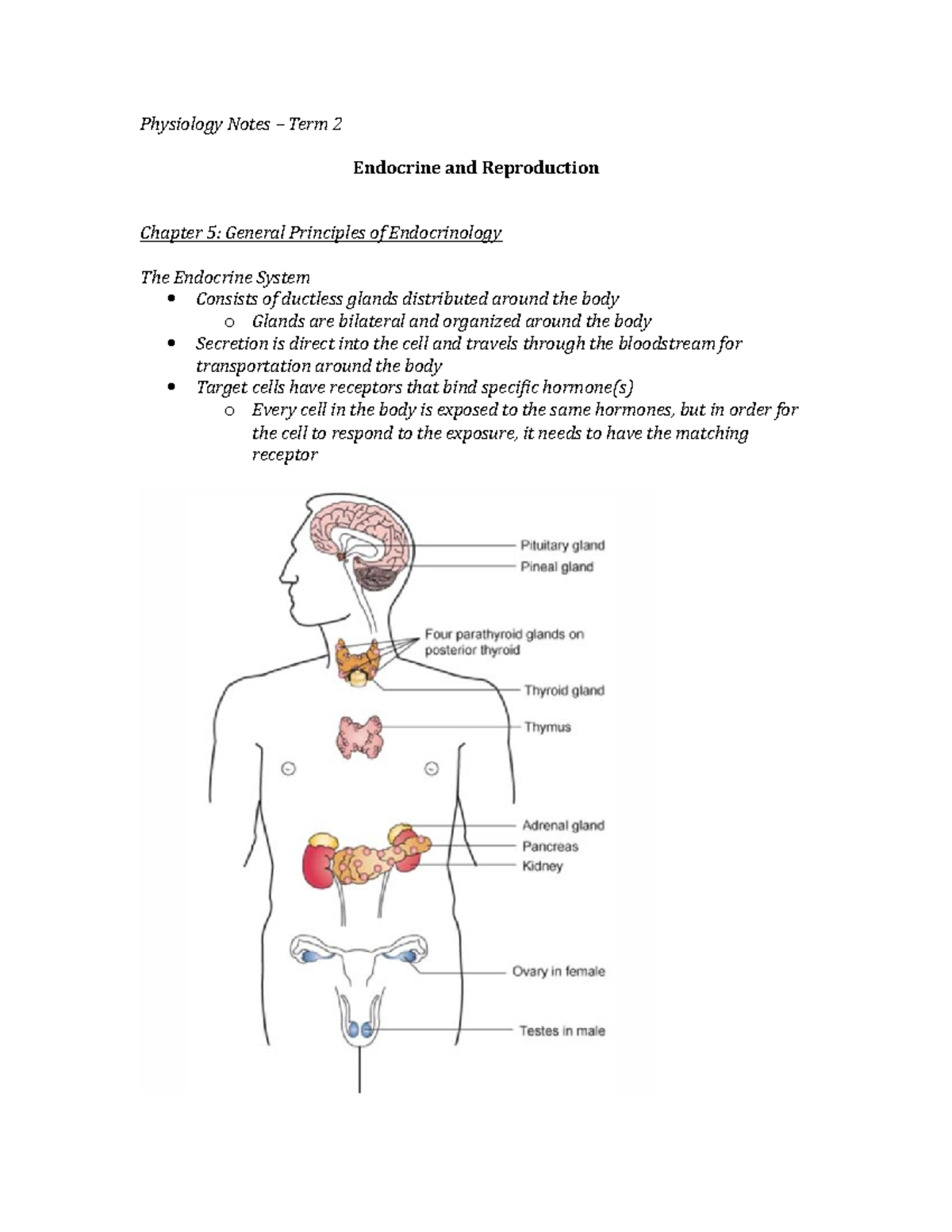Endo and Resp Notes Physiology Notes Term 2 Endocrine and