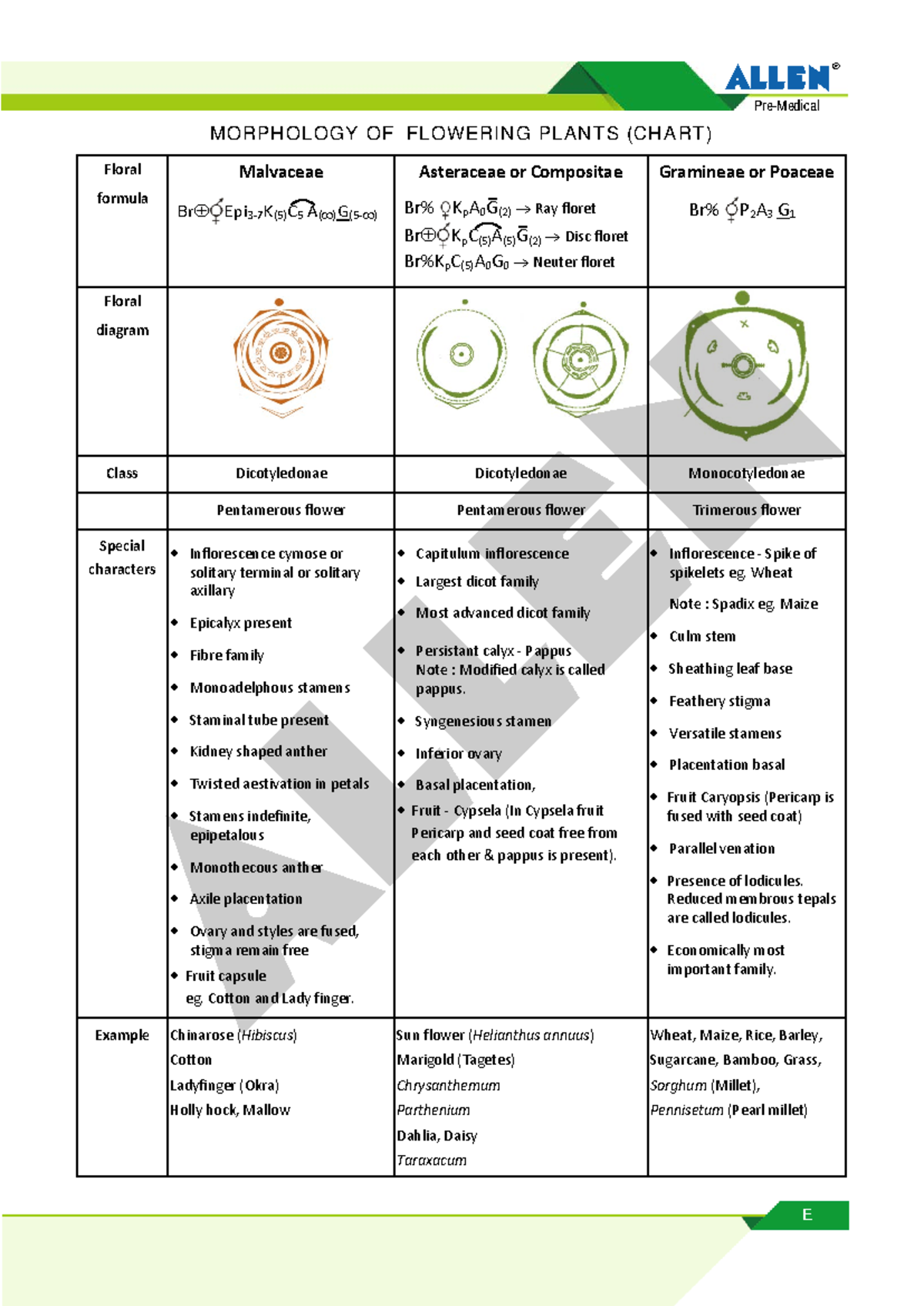 New family LN - ® Pre-Medical E MORPHOLOGY OF FLOWERING PLANTS (CHART ...