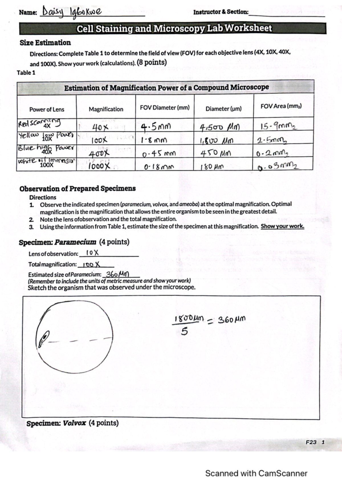 Cell Staining And Microscopy Lab Worksheet - BIO-181L - Studocu