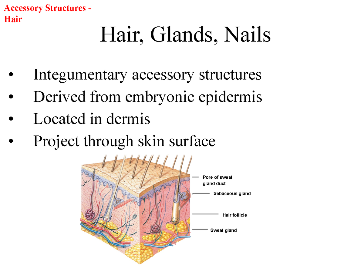 Hair glands and nails - PLN 103 - Accessory Structures Hair Hair ...