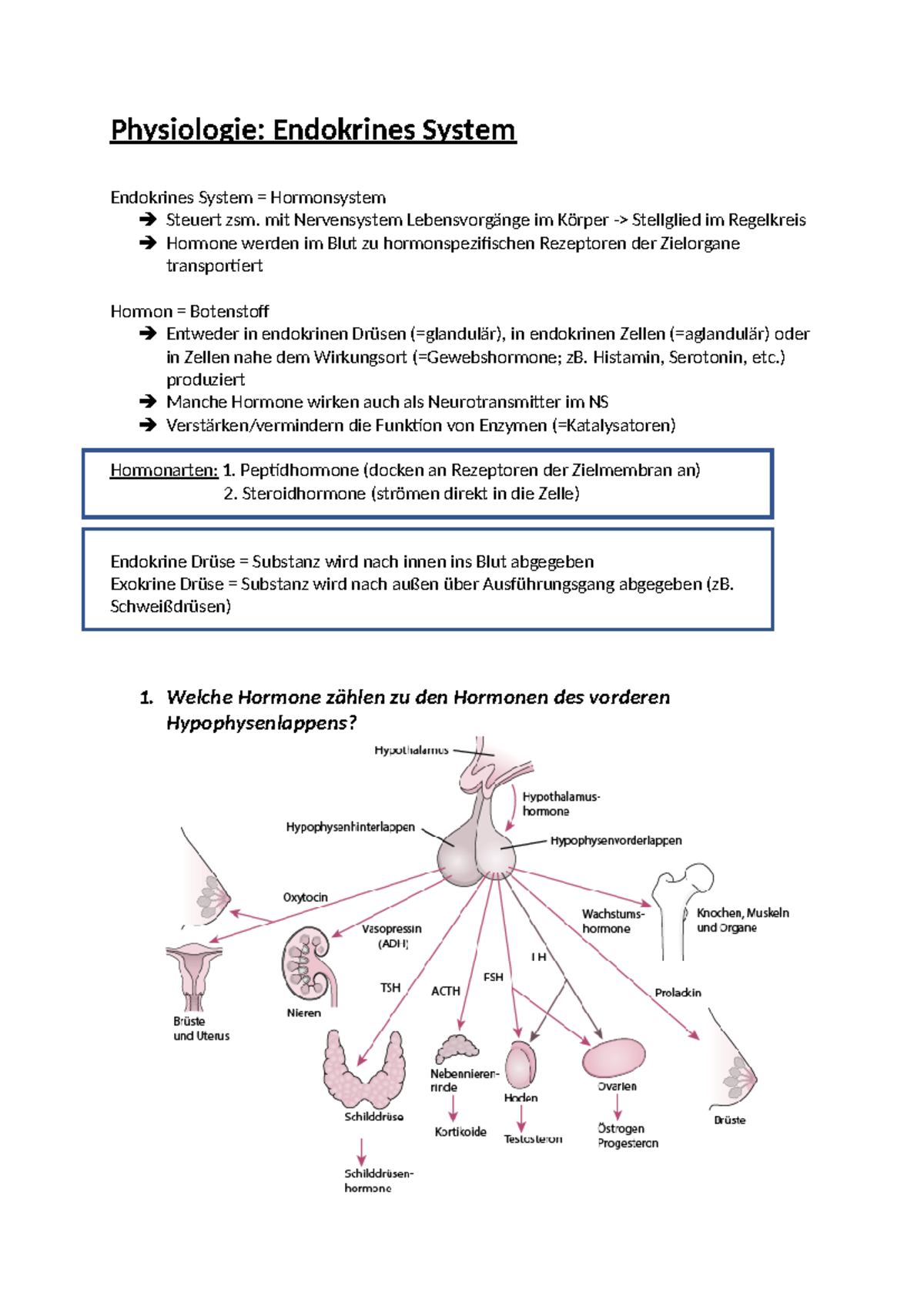 Endokrine System Einfach Erklärt Physiologie Endokrines System - Physiologie: Endokrines System