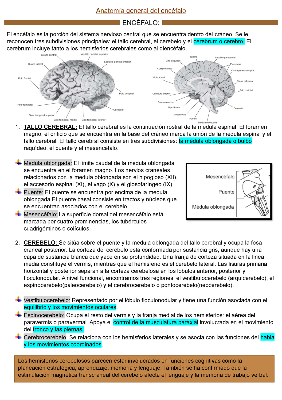 Anatomía General Del Encéfalo - Anatomía General Del Encéfalo ENCÉFALO ...