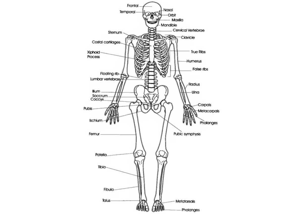 Learning with anatomy - Frontal Nasal Temporal Orbit Maxilla Mandible ...