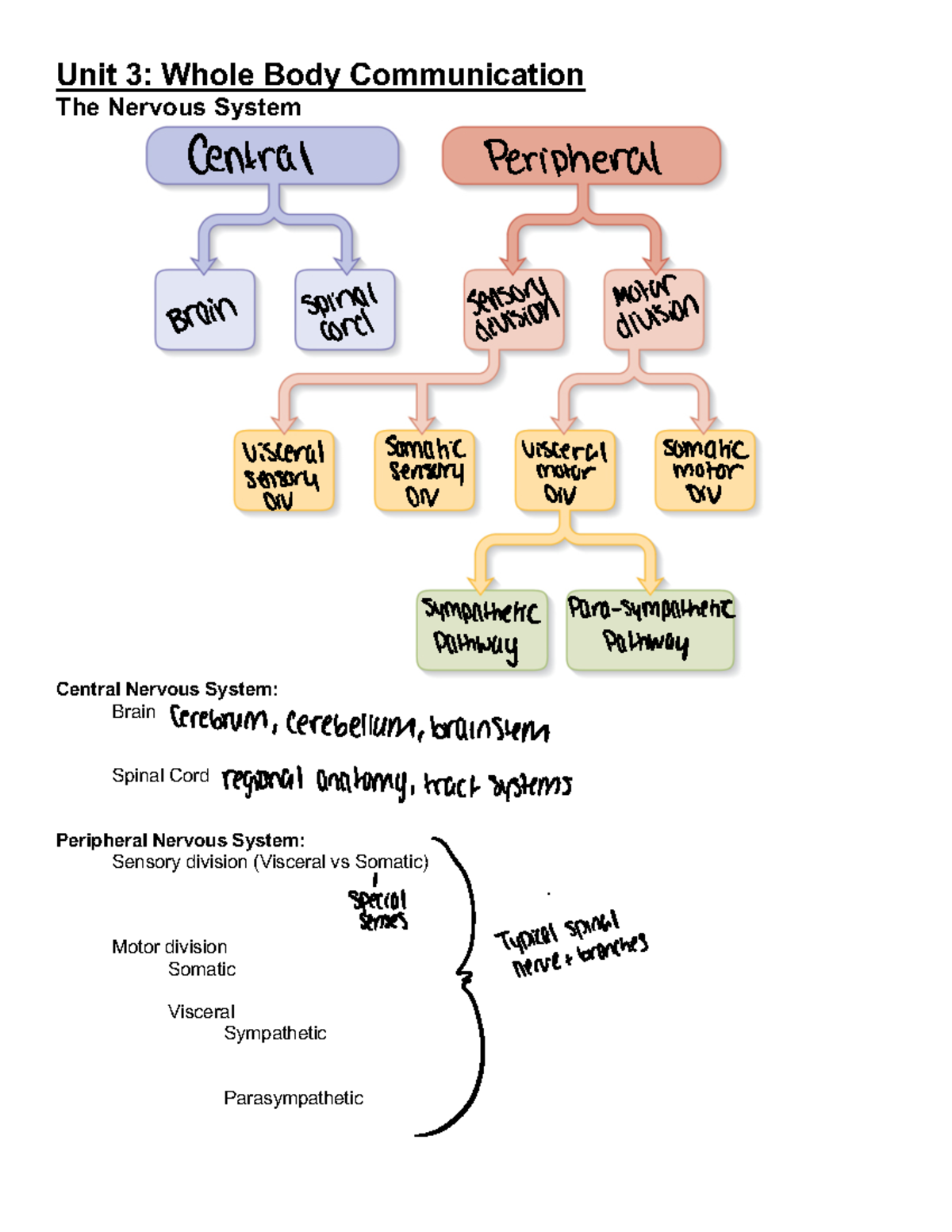 Unit 3 note packet - Unit 3: Whole Body Communication The Nervous ...