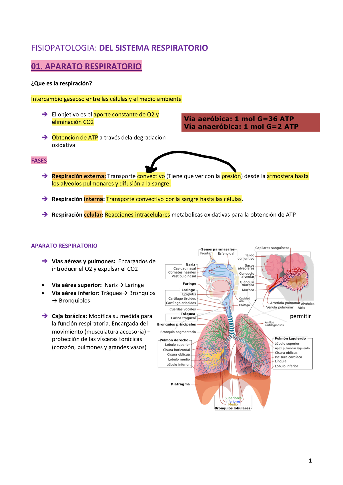 2. Fisiopatología - Sistema Respiratorio (S) - FISIOPATOLOGIA: DEL ...