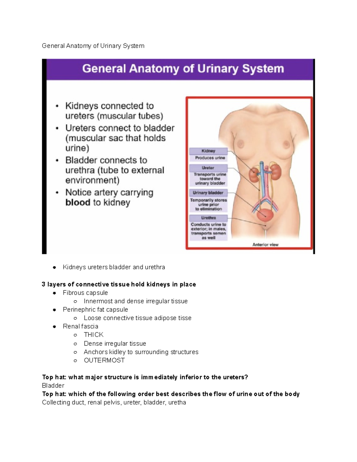 Bio exam 3 Urinary system - General Anatomy of Urinary System Kidneys ...