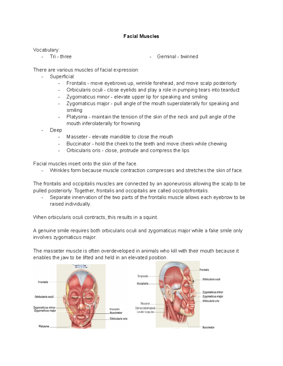 Gross Anatomy HS369 Lecture 12 Facial Muscles Vocabulary