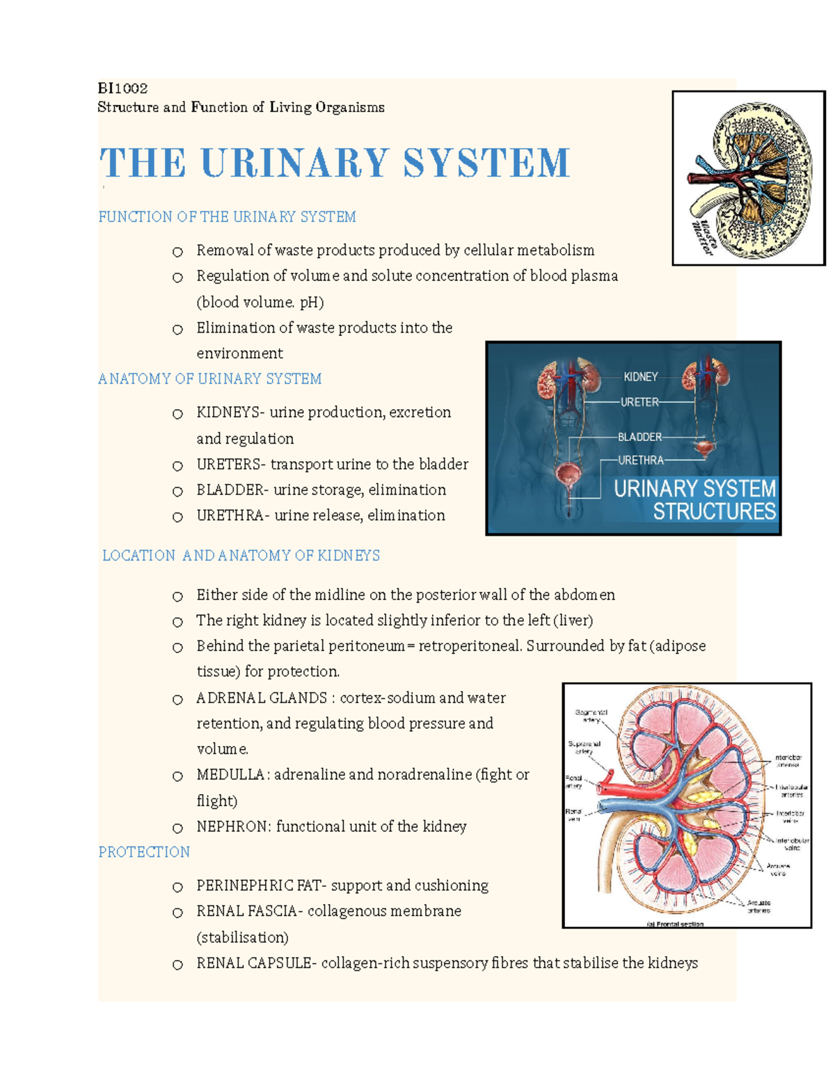 The urinary system - lecture notes for Dr shaw - BI Structure and ...