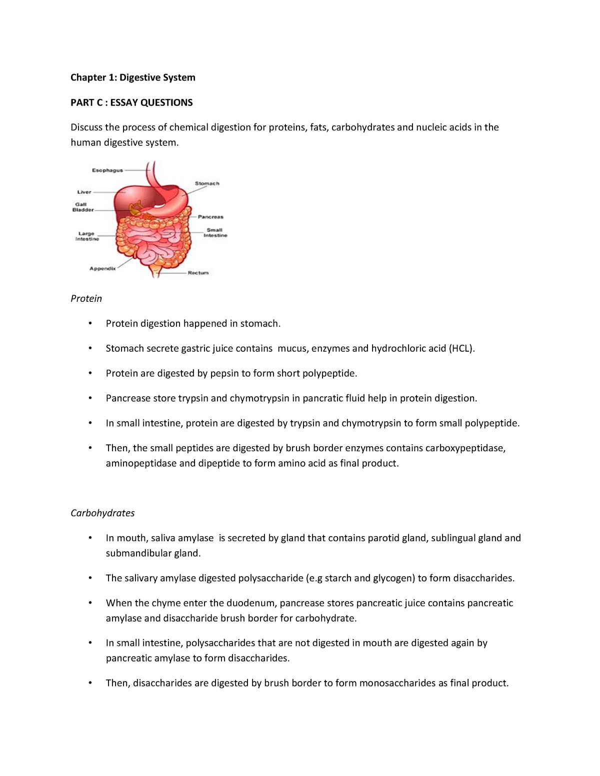 essay questions on digestive system