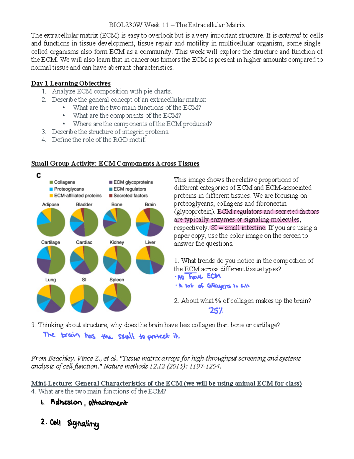 Week 11 packet - The extracellular matrix (ECM) is easy to overlook but ...