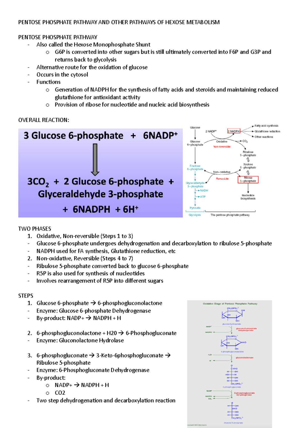 Pentose- Phosphate- Pathway-AND- Other- Pathways-OF- Hexose- Metabolism ...