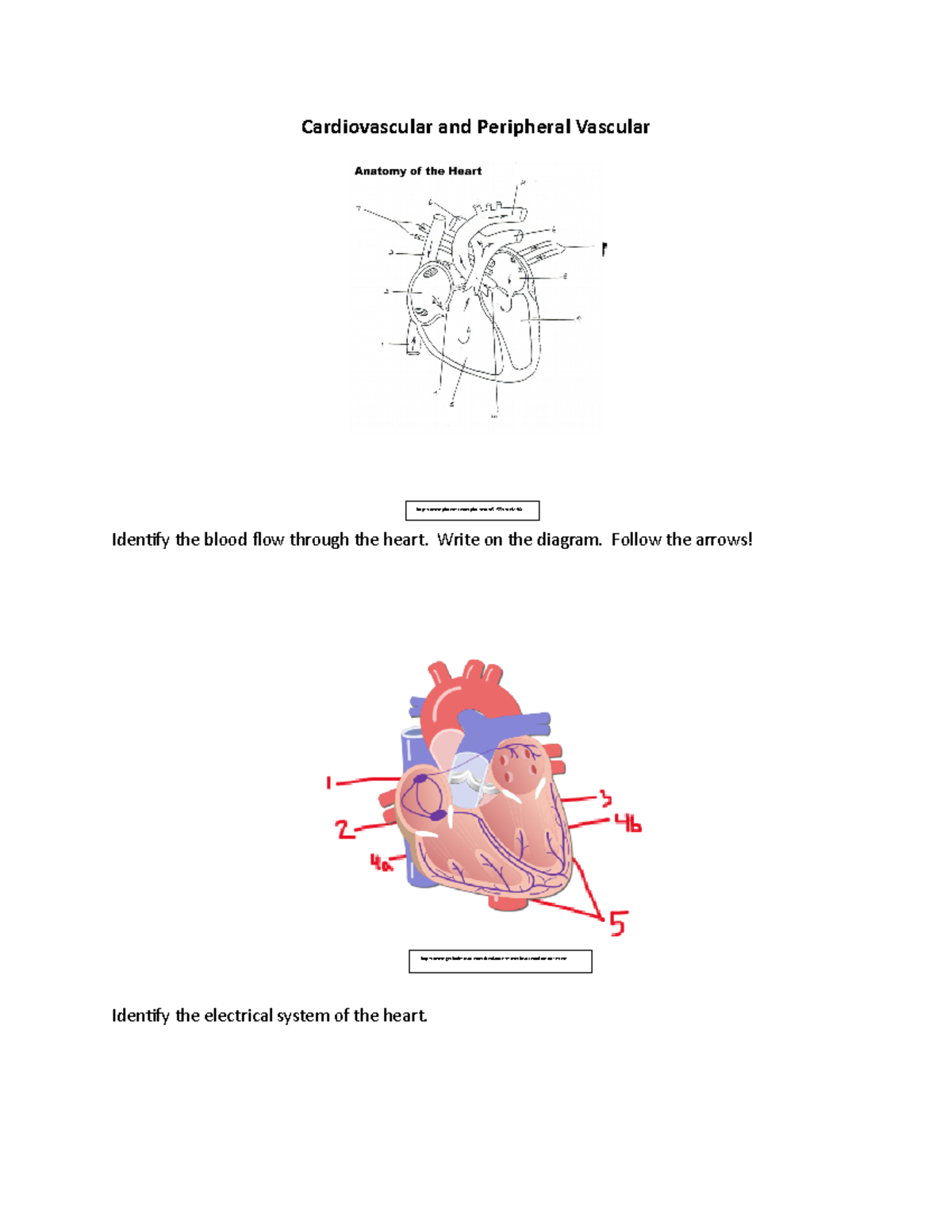 Review Cardiovascular and Peripheral Vascular - Cardiovascular and ...