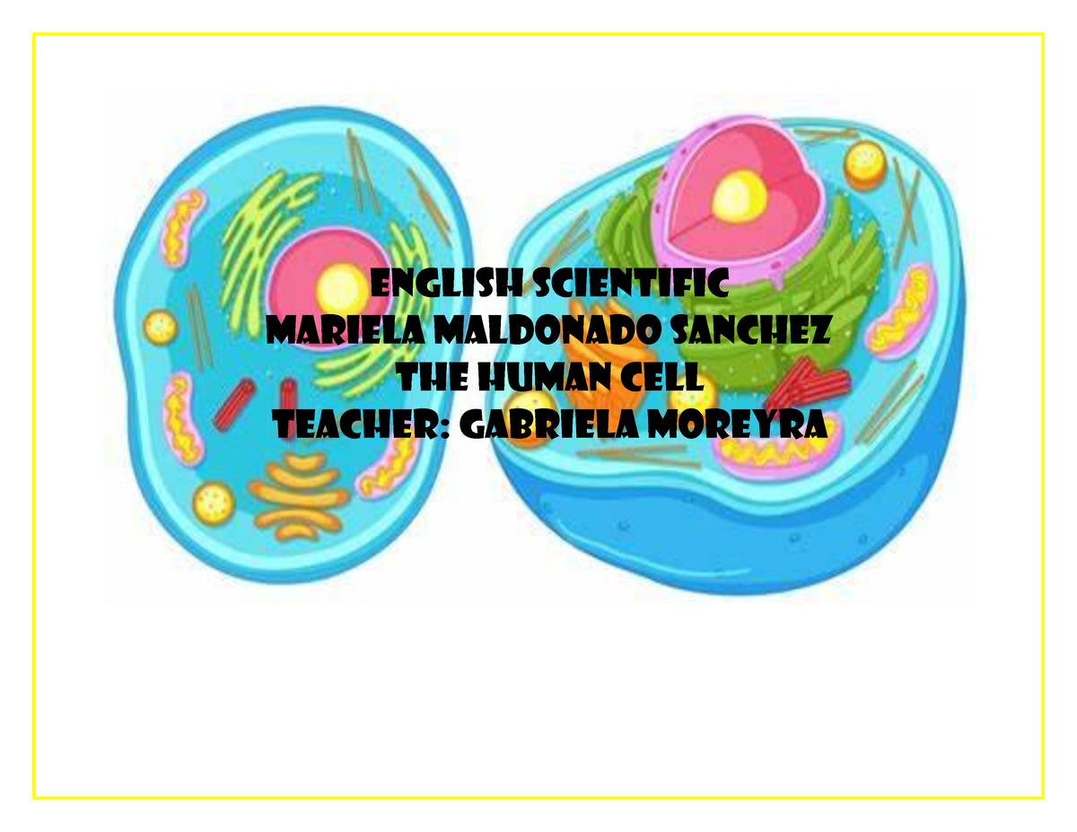 human-cell-map-1-actividad-english-scientific-mariela-maldonado