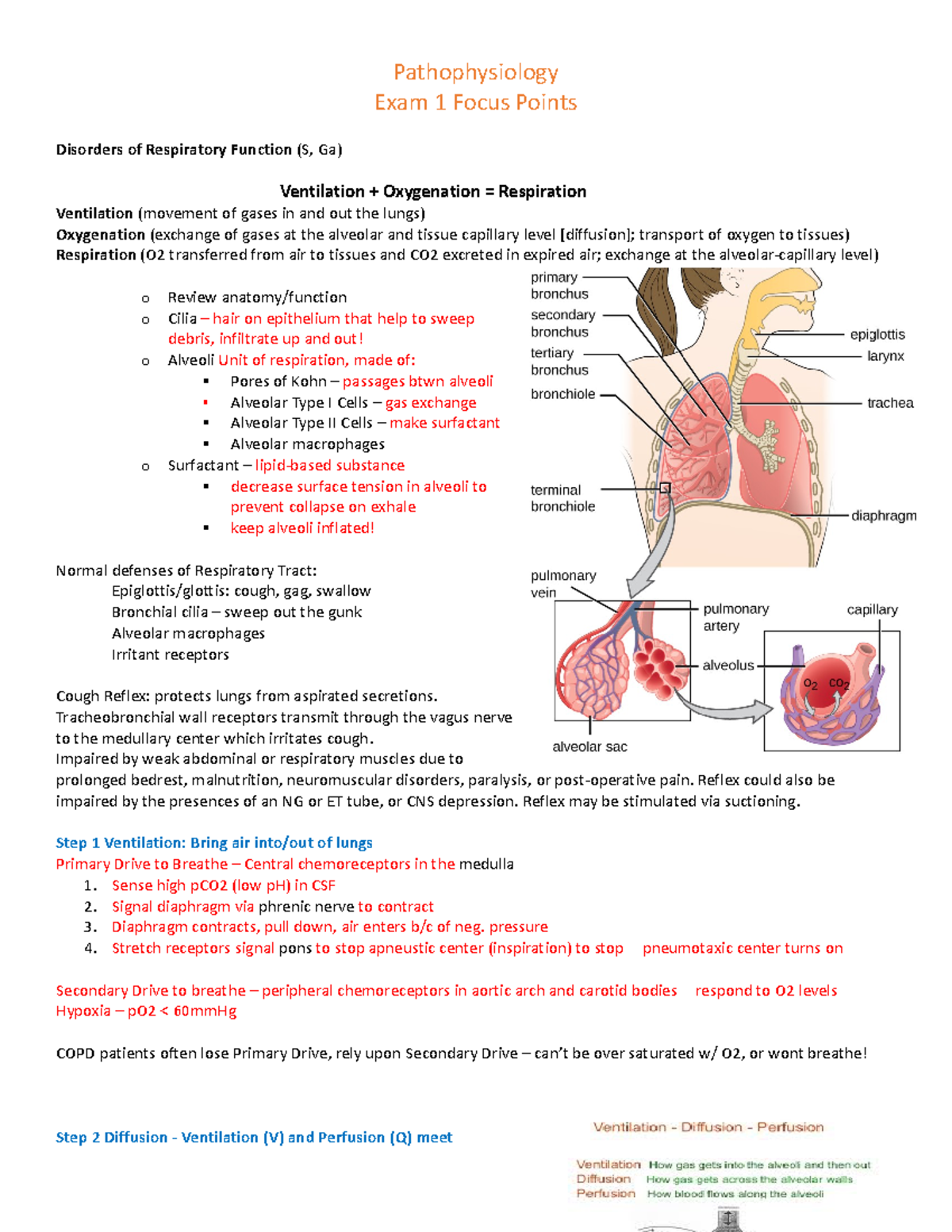 Patho Exam 1 Focus Points - Pathophysiology Exam 1 Focus Points ...