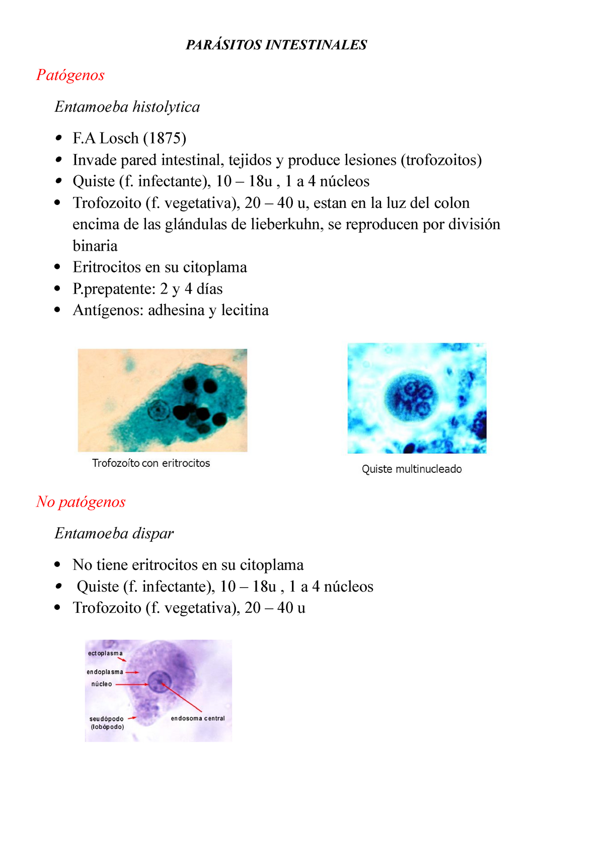 Par Sitos Intestinales Par Sitos Intestinales Pat Genos Entamoeba Histolytica F Losch