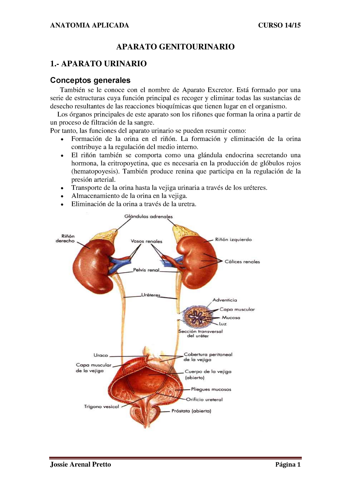 Aparato Genitourinario Aparato Genitourinario 1 Aparato Urinario Conceptos Generales También 3136