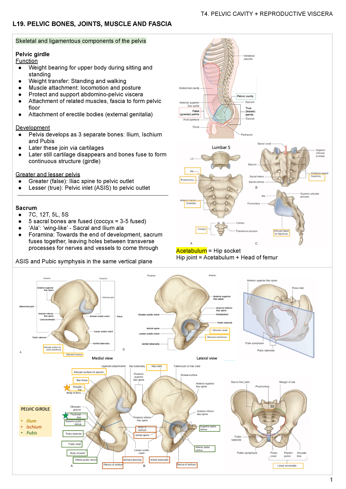 T4. Pelvis - T4. PELVIC CAVITY + REPRODUCTIVE VISCERA L19. PELVIC BONES ...