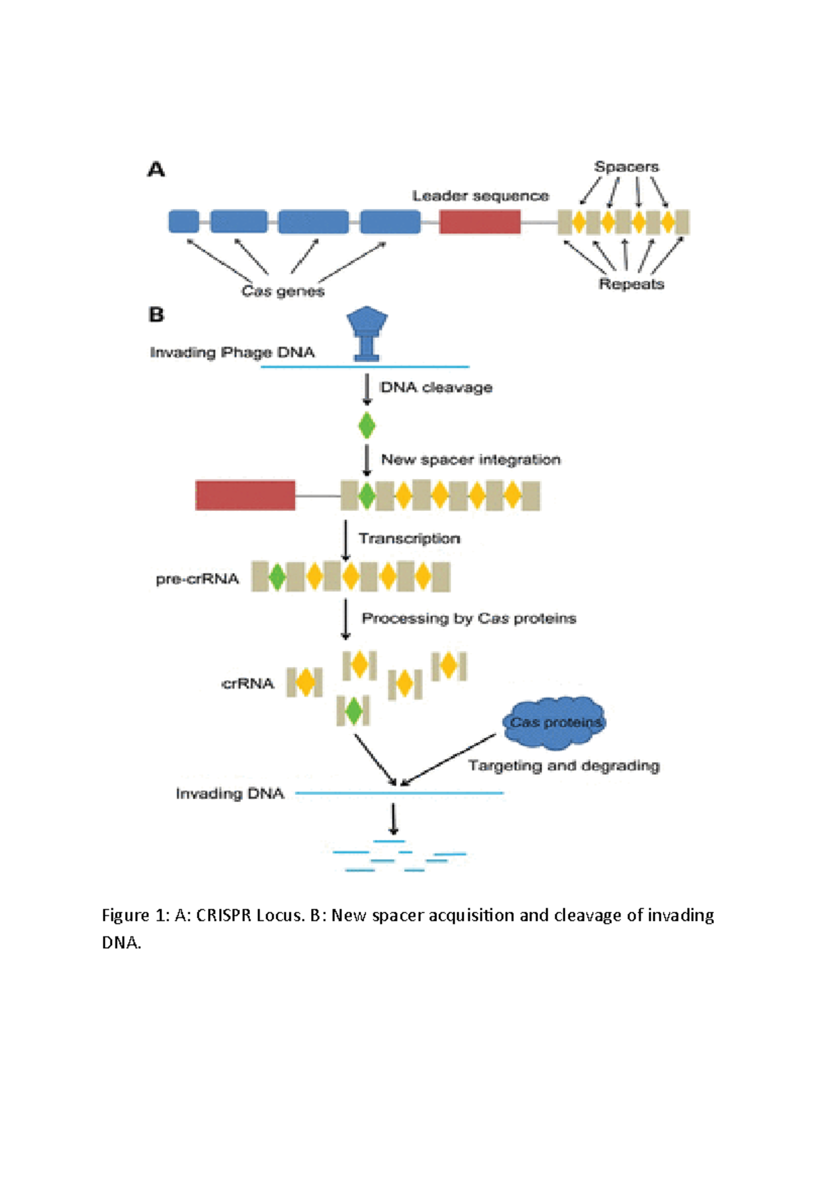 CRISPR Cas9 gene editing extended essay - Figure 1: A: CRISPR Locus. B ...